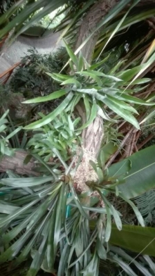 Wizyta u sw Mikolaja_8