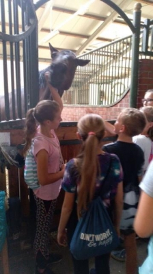 lekcja w stadninie 2018_33